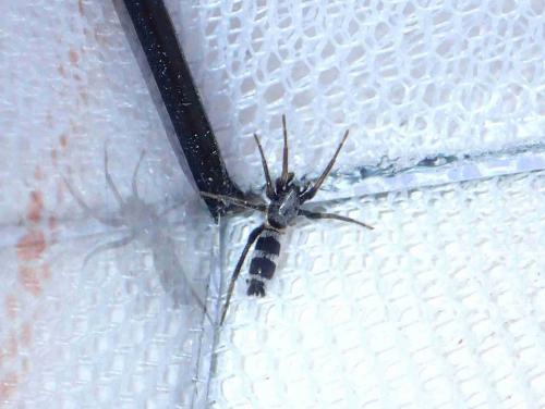 Réf. 223 786 : Herpyllinae inconnu